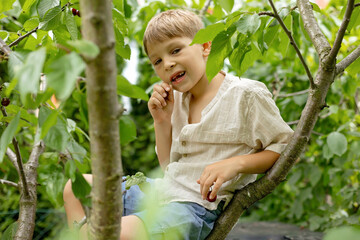 Cute child, boy, climbing cherry tree and eating cherries right from the tree. Children eating...