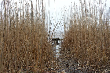 Obraz premium Fishing bridge in the reeds