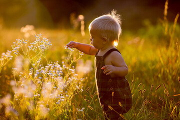 Adorable baby boy, playing in a flower field on sunset