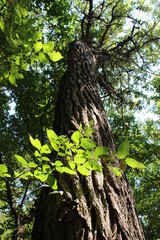 Tree bark, macro