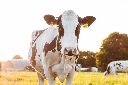Close-up of Holstein dairy cows in a sunny pasture. Background image of a cow at sunset in beautiful warm summer colors