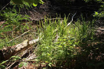 Grass, greenery
