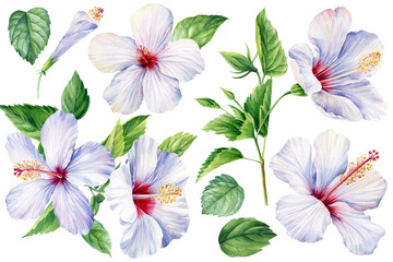 White and blue hibiscus flowers green leaves watercolor clipart tropical floral botanical set for summer wedding invitations 