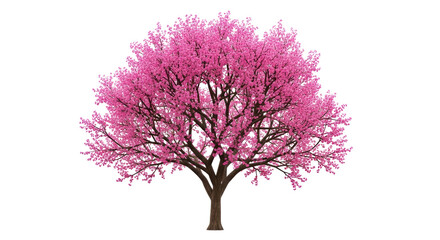 Fototapeta premium Isolated Blooming Pink Tree