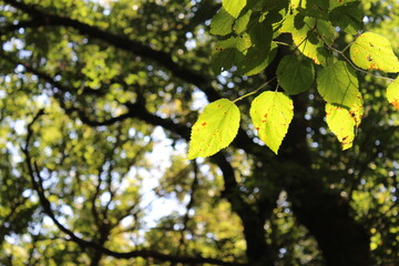 Green foliage in the forest