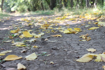 Yellow leaves on the ground