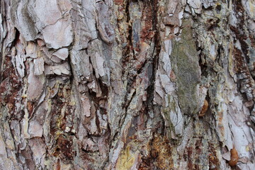 Tree bark, macro