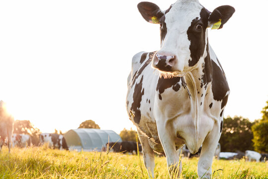 Close-up of Holstein dairy cows in a sunny pasture. Background image of a cow at sunset in beautiful warm summer colors - Powered by Adobe