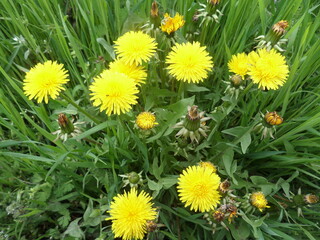 Blooming dandelions