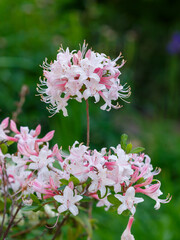 Rhododendron periclymenoides ( Latin- Rhododendron periclymenoídes ) is a deciduous shrub native to North America, a species of the genus Rhododendron of the Heather family ( Ericaceae )