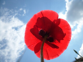 poppy flower