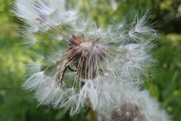 Dandelion