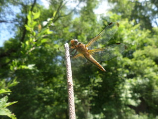dragonfly in summer in greenery