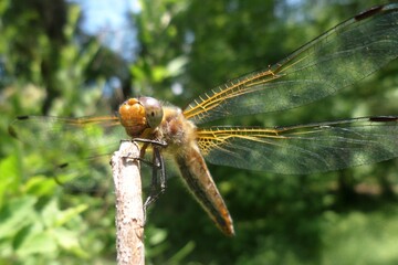 dragonfly in summer in greenery