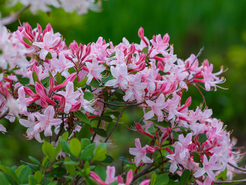 Rhododendron periclymenoides ( Latin- Rhododendron periclymeno&iacute;des ) is a deciduous shrub native to North America, a species of the genus Rhododendron of the Heather family ( Ericaceae )