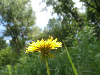 Blooming dandelions