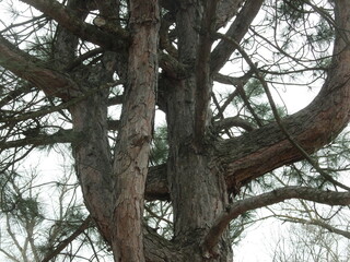 Branches of an old pine tree