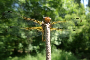 dragonfly in summer in greenery