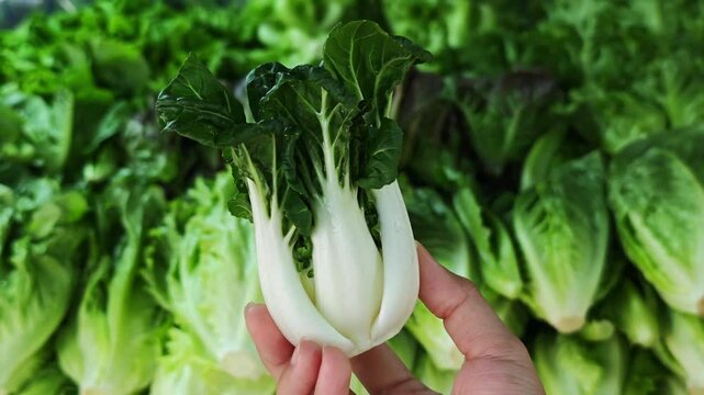 Green pok choy cabbage leaves