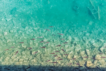 A school of fish swim gracefully in the clear waters above a rocky bottom in Kotor, Montenegro. The image captures the vibrant aquatic life in the Adriatic Sea under the bright sunlight