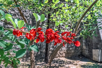 A striking branch of Erythrina crista-galli in full bloom, showcasing vibrant red flowers against a lush green background. Contrast between the vivid blooms and the natural stone wall in the backdrop