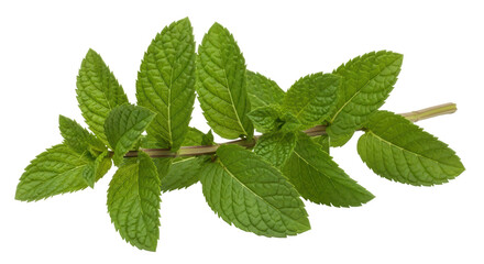Isolated Fresh Mint Branch