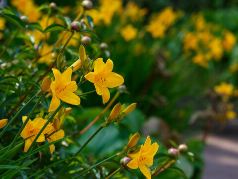 Hemerocallis middendorffii, known as Amur daylily, is a plant species in the subfamily Hemerocallidoideae of the family Asphodelaceae of the order Asparagales