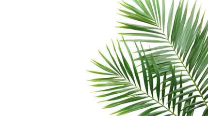 Green palm leaves isolated on white or transparent  background, close up view. Tropical foliage banner with copy space