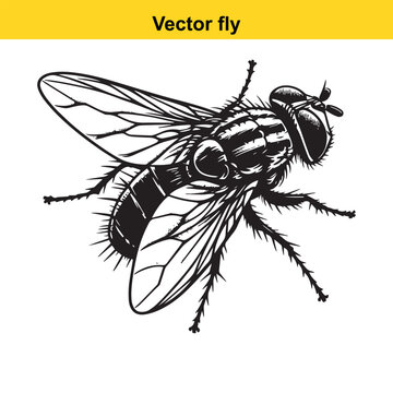A vector fly.