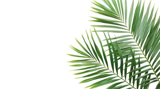 Green palm leaves isolated on white or transparent  background, close up view. Tropical foliage banner with copy space