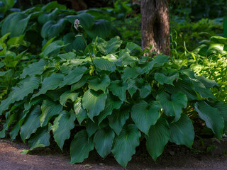  Green bush Hosta. Hosta leaves. Beautiful Hosta leaves background. Hosta - an ornamental plant for landscaping park and garden design