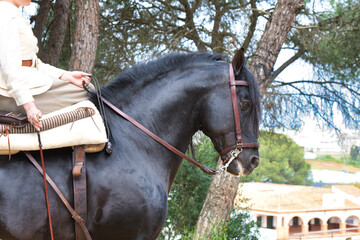 Detail of a woman's hand holding the riding crop and reins of her black purebred Spanish horse in a...