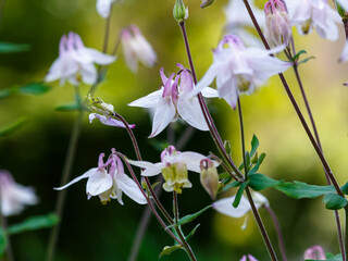 Columbine , or Orliky, or Aquilegia ( Latin- Aquilégia ) is a genus of herbaceous perennial plants of the Buttercup family ( Ranunculaceae )