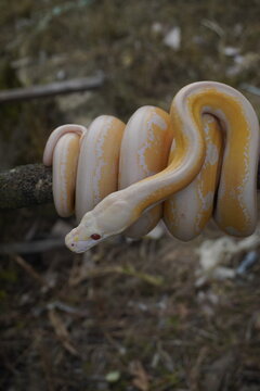 Albino python on tree trunk