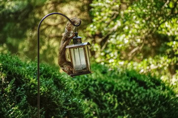 Squirrel hanging on a bird feeder while getting food