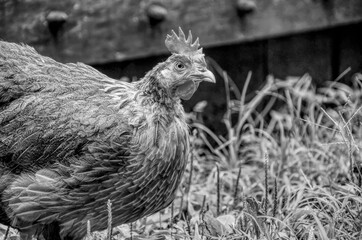 A black and white photo of a chicken in the grass