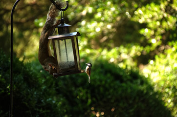 Squirrel getting food from a bird feeder while a bird is on the other side