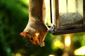 A Squirrel upside down eating out of a bird feeding on a sunny day