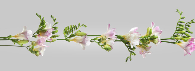 Beautiful fresh freesia flowers on grey background. Banner design