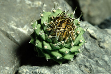 Close up Turbinicarpus schmiedickeanus subs schwarzii on artificial habitat, live at rock cliff...