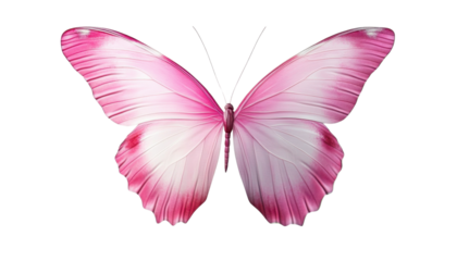 pink butterfly isolated on transparent background cutout