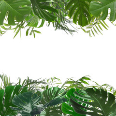 Green tropical leaves of different plants on white background