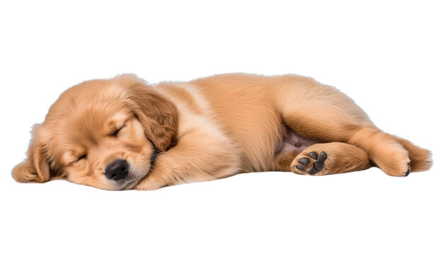 sleep golden retriever puppy isolated on transparent background cutout