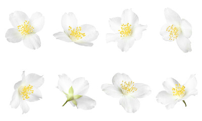 Beautiful jasmine flowers on white background, collage