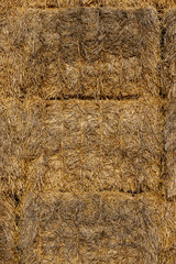 yellow wheat straw used in agriculture and animal husbandry, closeup