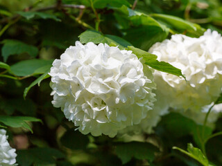Viburnum vulgare Boule de Neige blooms in garden