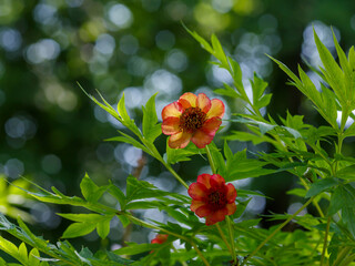 Delavay's peony ( Latin- Paeonia delavayi ) is a very variable [ 1 ] plant species of the genus Peony of the Peony family ( Paeoniaceae )