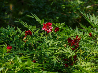 Delavay's peony ( Latin- Paeonia delavayi ) is a very variable [ 1 ] plant species of the genus Peony of the Peony family ( Paeoniaceae )