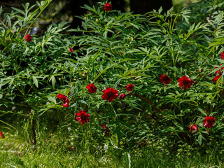 Delavay's peony ( Latin- Paeonia delavayi ) is a very variable [ 1 ] plant species of the genus Peony of the Peony family ( Paeoniaceae )