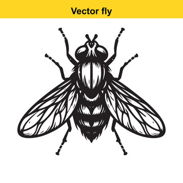 A vector fly.